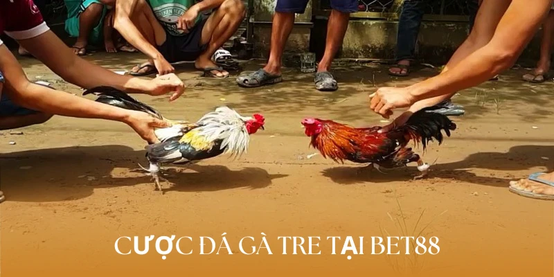 Tham gia cược đá gà tre nhận thưởng liền tay