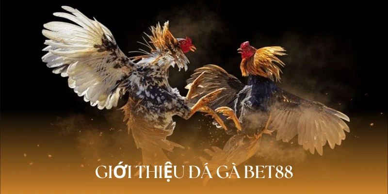 Giới thiệu đá gà Bet88