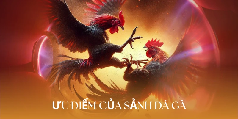 Ưu điểm làm nên thương hiệu đá gà tại nhà cái